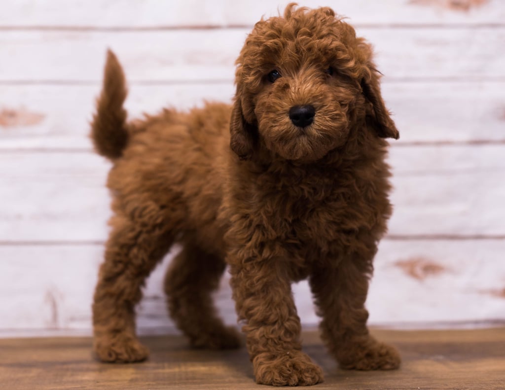 Want to learn more about Goldendoodles? Check out our blog post titled "The New Dog Breed Everyone Seems to Want"