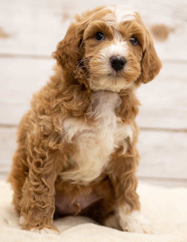 Kasper came from Tatum and Teddy's litter of F2B Goldendoodles