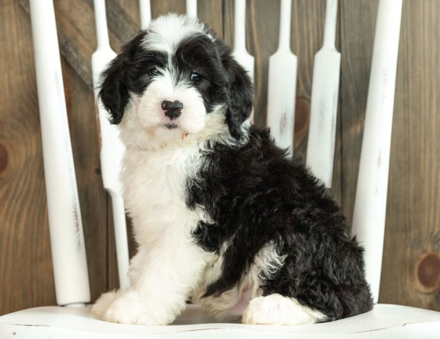 A litter of Mini Sheepadoodles raised in Iowa by Poodles 2 Doodles