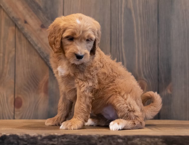 Tenny is an F1 Goldendoodle that should have  and is currently living in Iowa