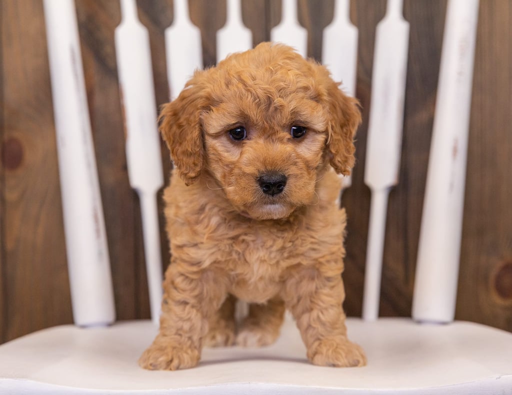Reese came from Sassy and Taylor's litter of F1 Goldendoodles