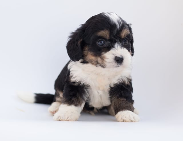 Bo is an F1 Bernedoodle for sale in Iowa.