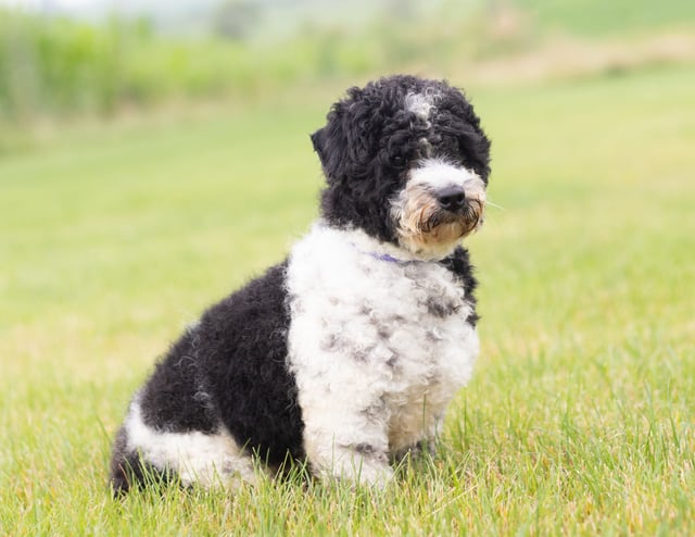 River is an  Poodle and a father here at Poodles 2 Doodles - Best Sheepadoodle and Goldendoodle Breeder in Iowa