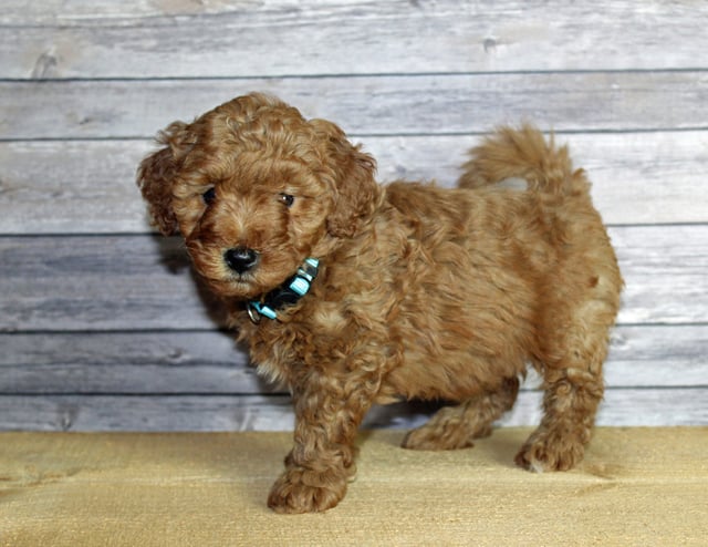 Unise is an F1B Goldendoodle that should have  and is currently living in Iowa