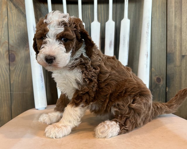 Grace is an F1B Goldendoodle that should have  and is currently living in Iowa