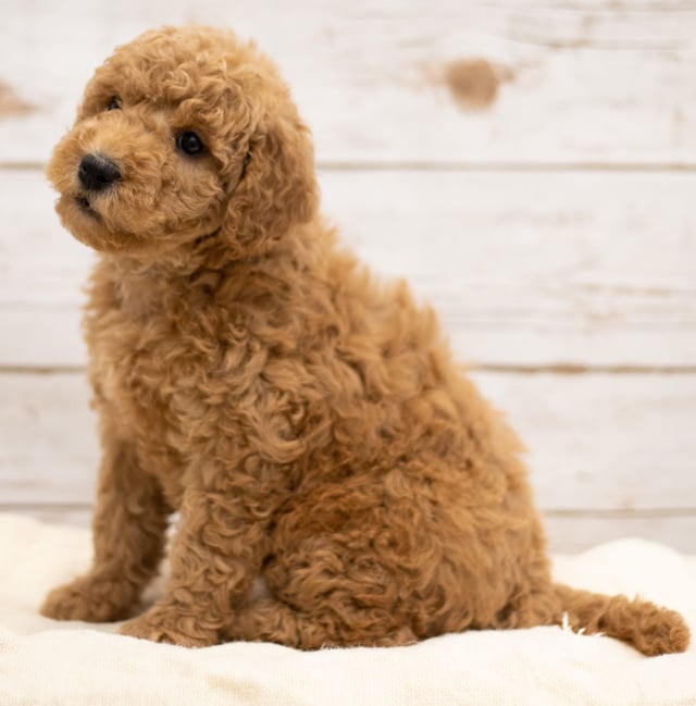 Kiya came from Tatum and Teddy's litter of F2B Goldendoodles