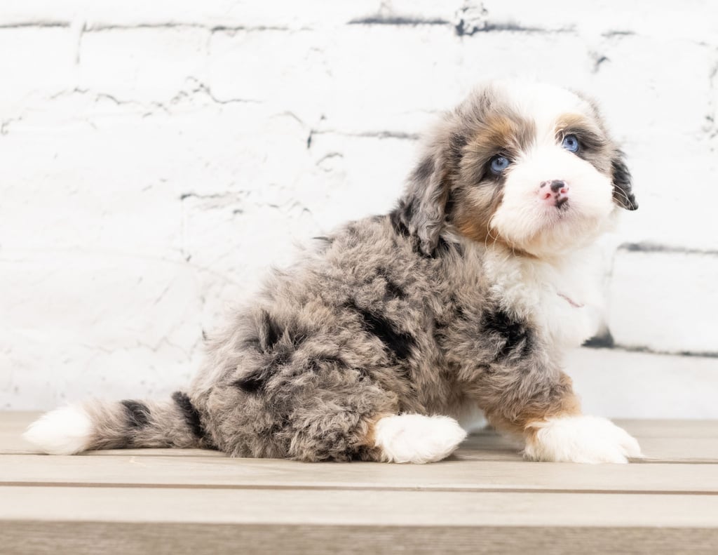 A picture of a Zara, one of our Mini Bernedoodles for sale