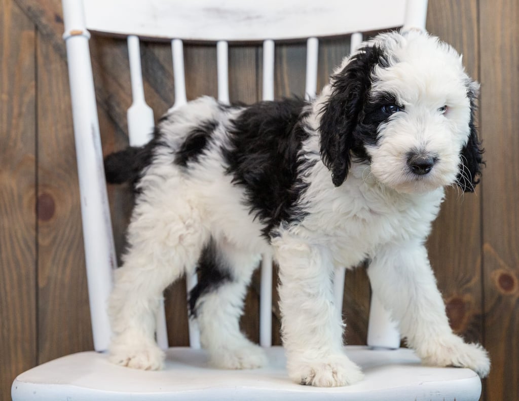 A picture of a Nala, one of our Standard Sheepadoodles puppies that went to their home in New Jersey