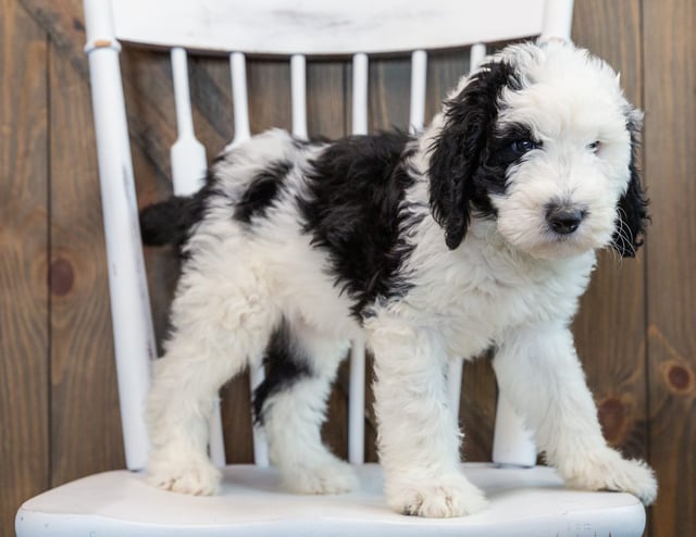 A picture of a Nala, one of our Standard Sheepadoodles puppies that went to their home in New Jersey