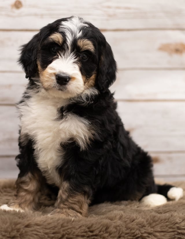 Ida is an F1 Bernedoodle for sale in Iowa.