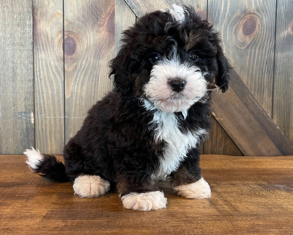 Compare and contrast Bernedoodles with other doodle types at our breed comparison page!