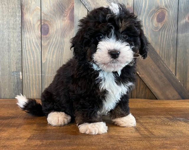 Compare and contrast Bernedoodles with other doodle types on our breed comparison page