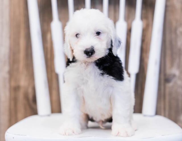 Erik is an F1 Sheepadoodle that should have  and is currently living in Iowa