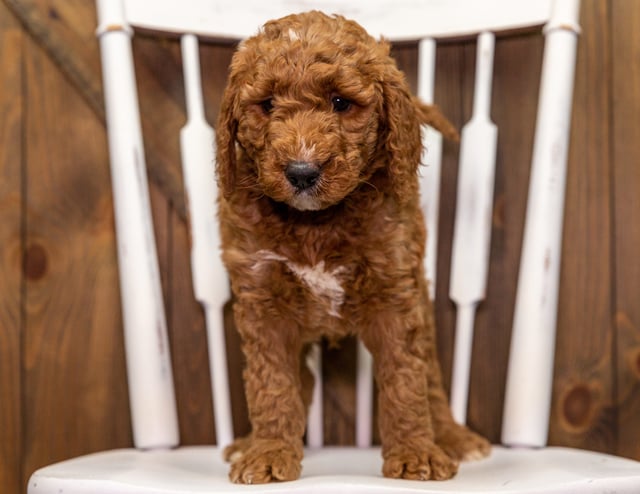 A litter of Mini Goldendoodles raised in Iowa by Poodles 2 Doodles