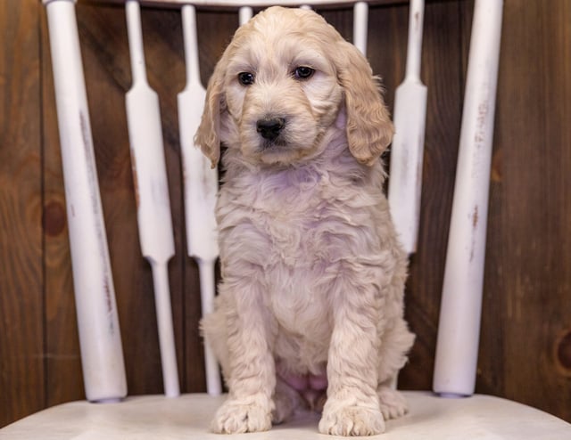 Tabby came from Maci and Scout's litter of F1B Goldendoodles
