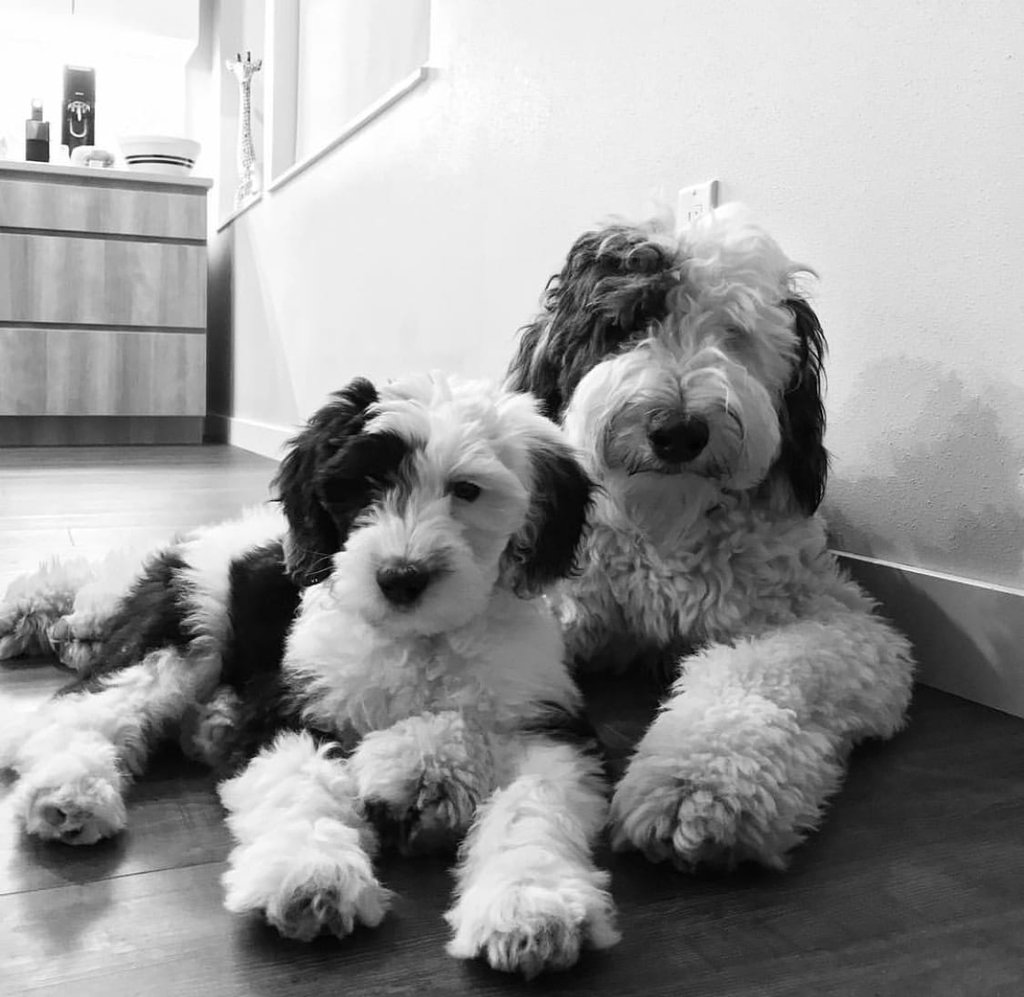 Sheepadoodles bred in in United States by Poodles 2 Doodles