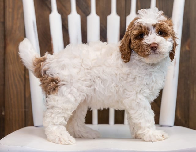 A picture of a Betty, one of our Mini Goldendoodles puppies that went to their home in Virginia