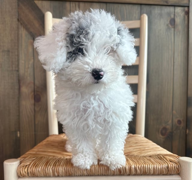 A picture of a Rae, one of our Mini Sheepadoodles puppies that went to their home in Nebraska