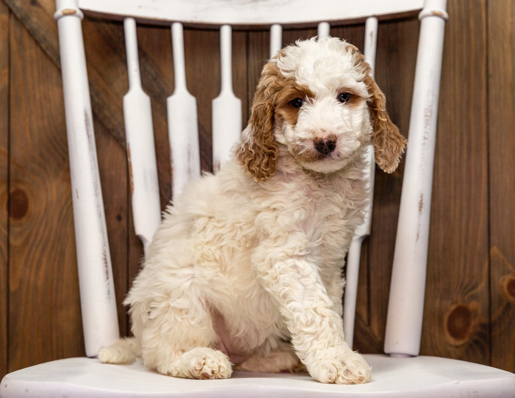 A picture of a Ziva, one of our Mini Goldendoodles puppies that went to their home in New York