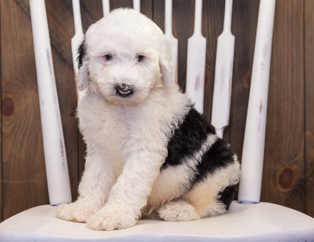 Bailey is an F1 Sheepadoodle that should have  and is currently living in Illinois
