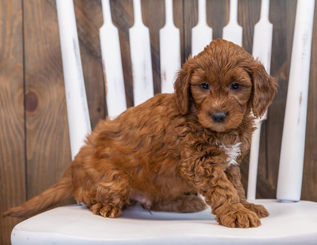 A picture of a Scotch, one of our Mini Goldendoodles puppies that went to their home in North Dakota 