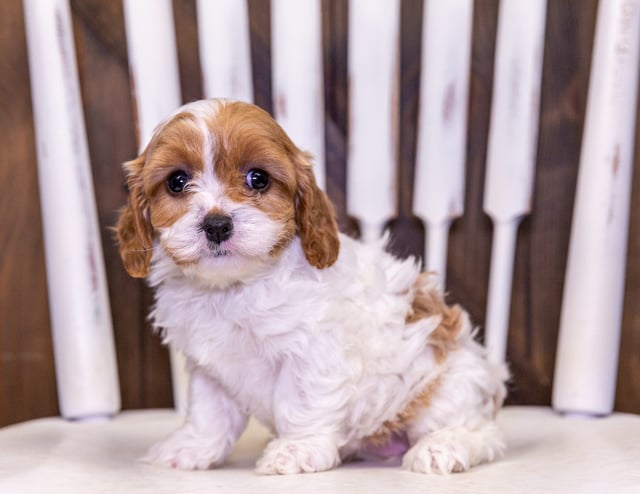 Unita is an F1 Cavapoo that should have  and is currently living in Florida