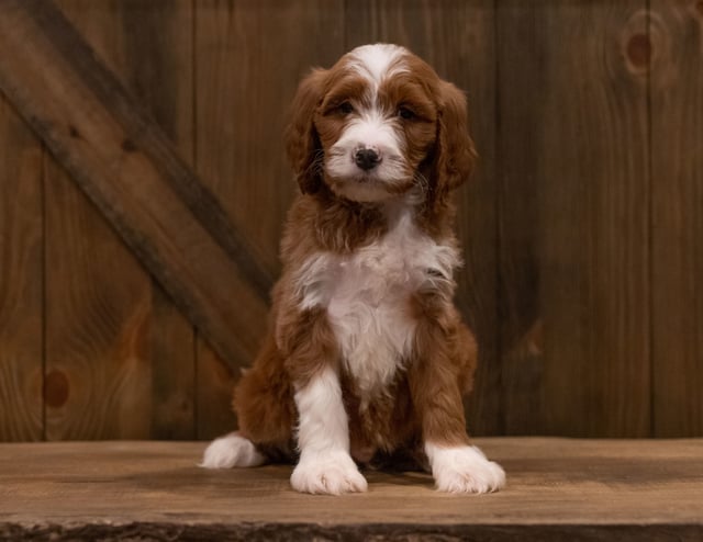 Ibex came from Ginger and Scout's litter of F1 Irish Doodles