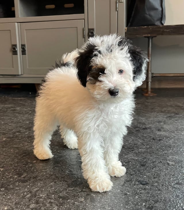 A picture of a Molly, one of our Mini Bernedoodles puppies that went to their home in Florida