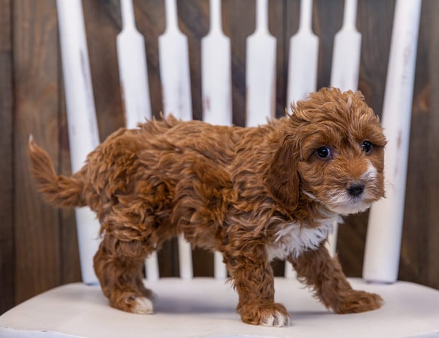 A picture of a Valentine, one of our Mini Irish Doodles puppies that went to their home in New York