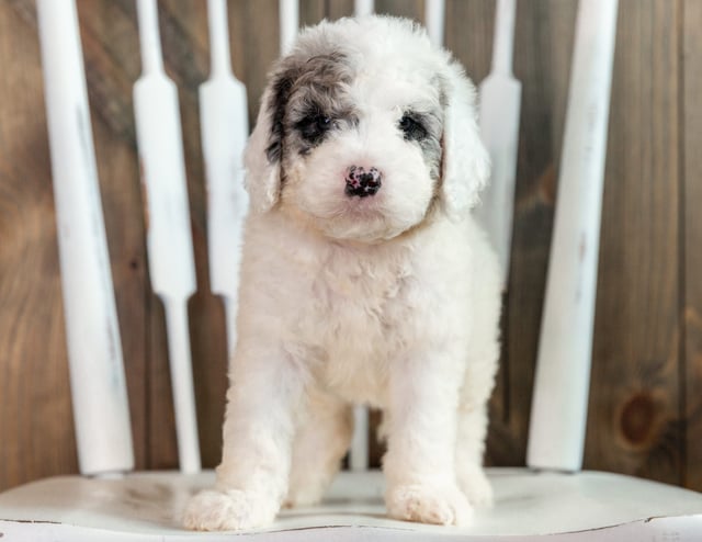 These Sheepadoodles were bred by Poodles 2 Doodles in Iowa. Their mother is Harper and their father is Grimm