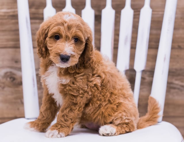 A picture of a Uffy, one of our Mini Irish Doodles puppies that went to their home in Illinois