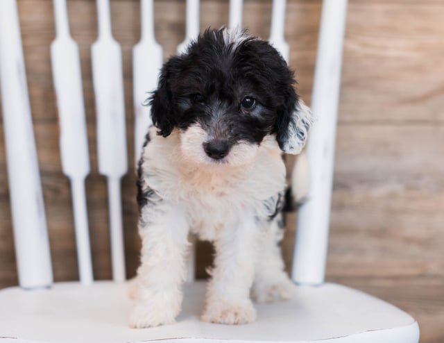 Crystal is an F1 Sheepadoodle that should have  and is currently living in New York