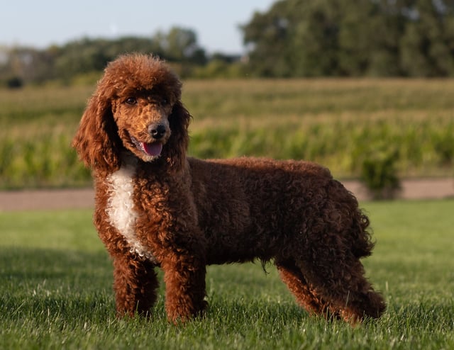 Rugar is an  Poodle and a father here at Poodles 2 Doodles - Best Sheepadoodle and Goldendoodle Breeder in Iowa