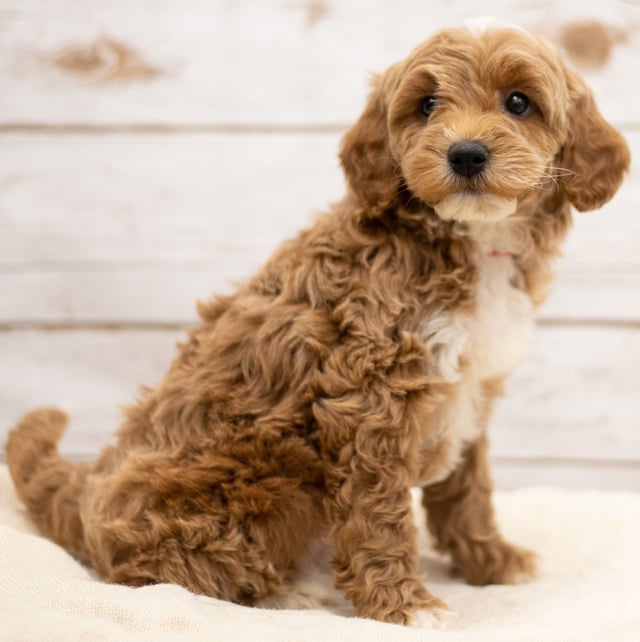 Ketty is an F2B Goldendoodle that should have red and white abstract markings  and is currently living in NE