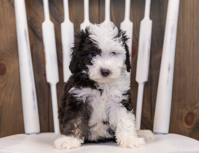 Tessa came from Millie and Stanley's litter of F1 Sheepadoodles