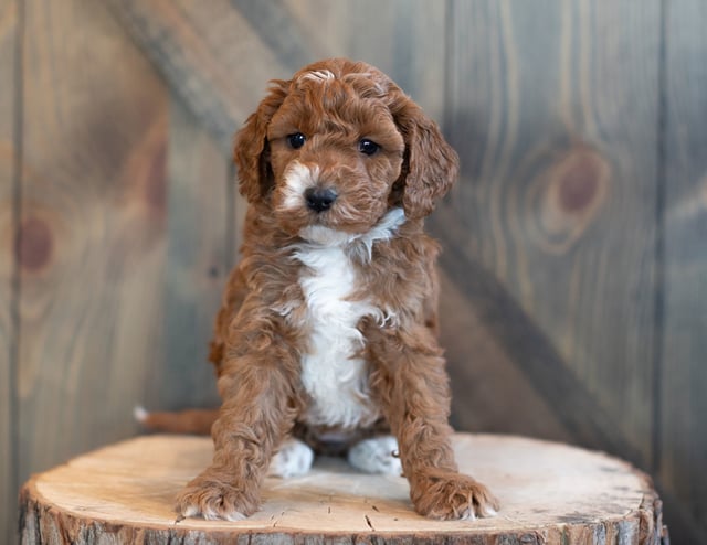 Gorgeous Mini Goldendoodles available for sale!