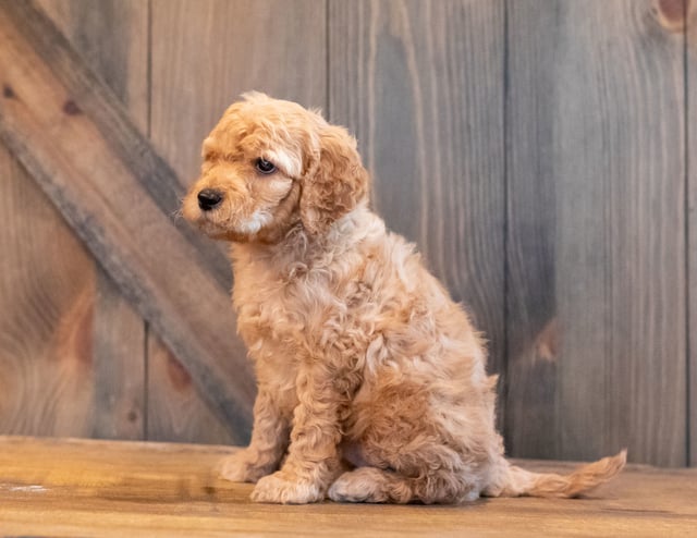 Hutch is an F1B Goldendoodle that should have  and is currently living in Florida