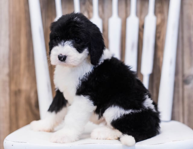 Elva is an F1 Sheepadoodle that should have  and is currently living in Illinois