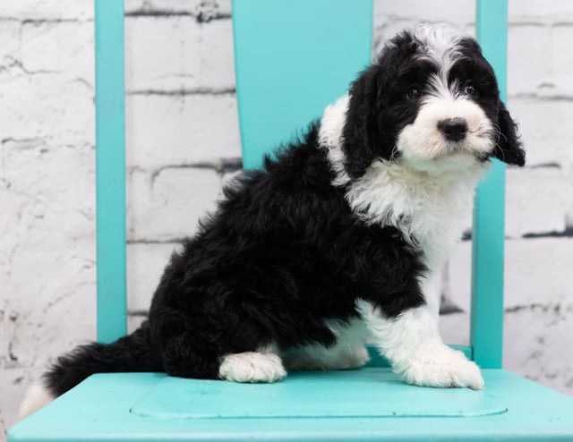 Snowy is an F1 Sheepadoodle for sale in Iowa.