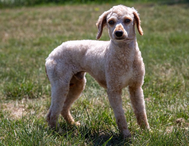 Private: Peter is an  Poodle and a father here at Poodles 2 Doodles, Sheepadoodle and Bernedoodle breeder from Iowa