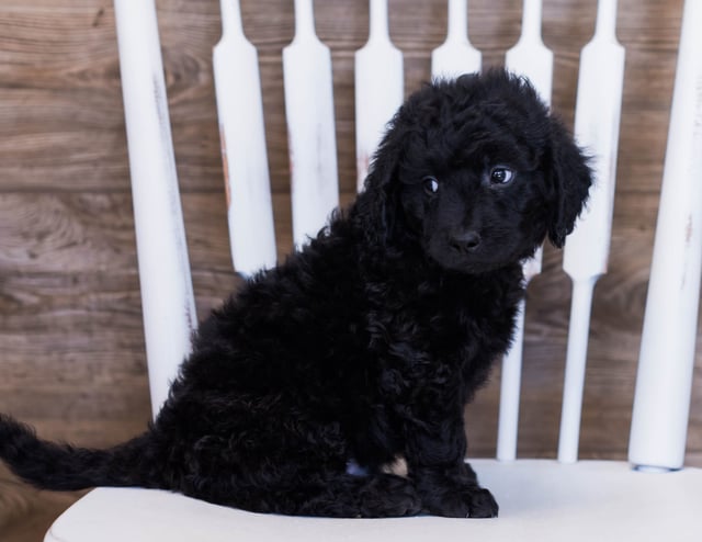 Vlad is an F1 Goldendoodle that should have  and is currently living in Iowa