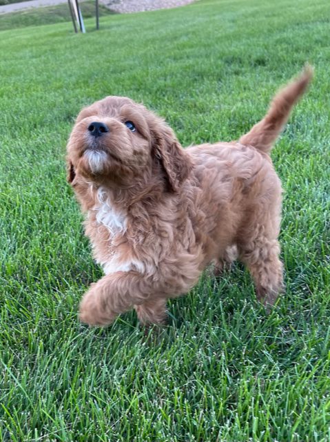 Zion is an F1 Irish Doodle that should have  and is currently living in Iowa