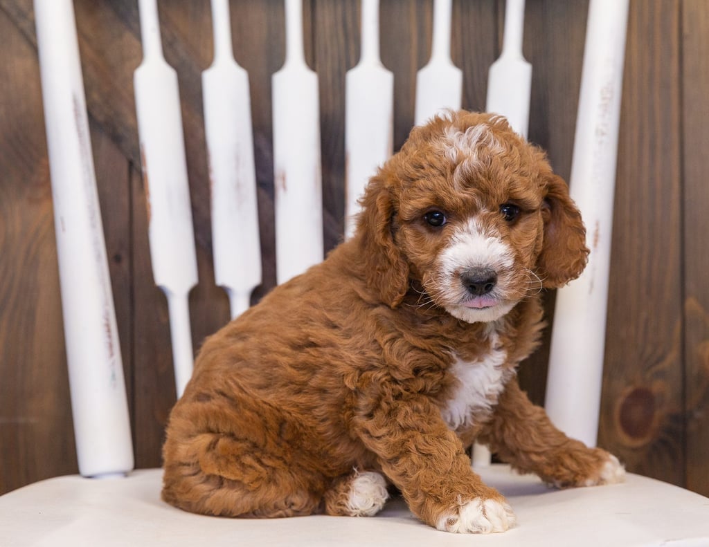 A picture of a Voda, one of our Mini Goldendoodles puppies that went to their home in Nebraska