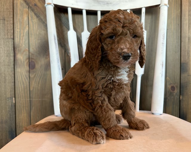 Gwen is an F1B Goldendoodle for sale in Iowa.