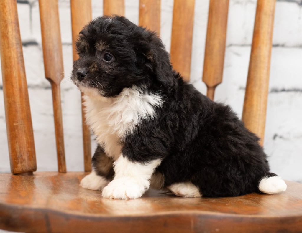 Pavor came from Pavor and Pavor's litter of F1 Bernedoodles
