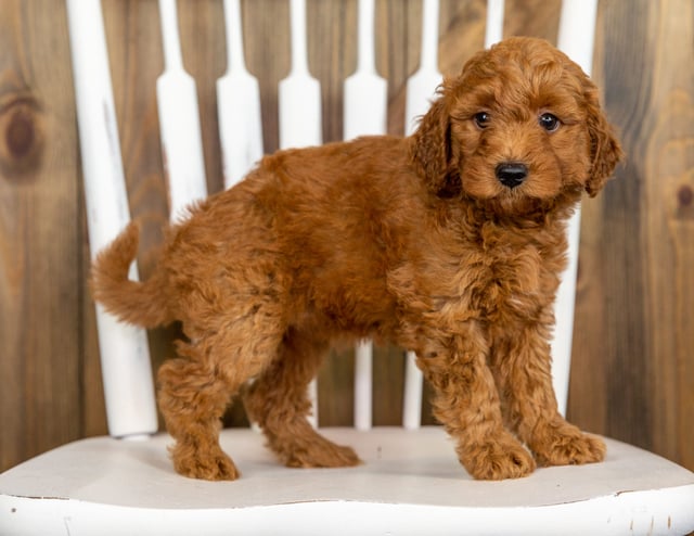 Poppy came from Berkeley and Taylor's litter of F1B Goldendoodles