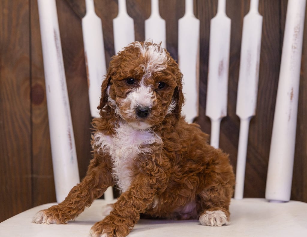 Ohana is an F2B Goldendoodle that should have  and is currently living in Iowa
