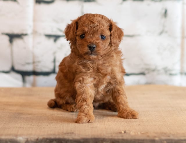 This litter of Cavapoos are of the F1B generation.