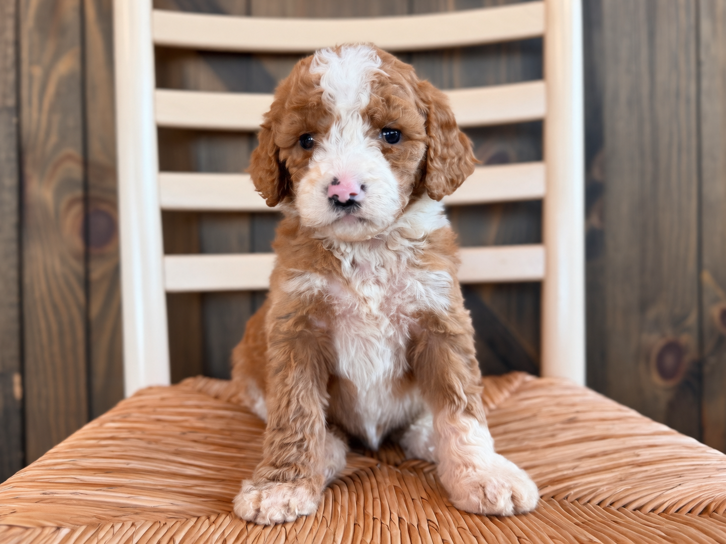 A litter of Standard Goldendoodles raised in Iowa by Poodles 2 Doodles