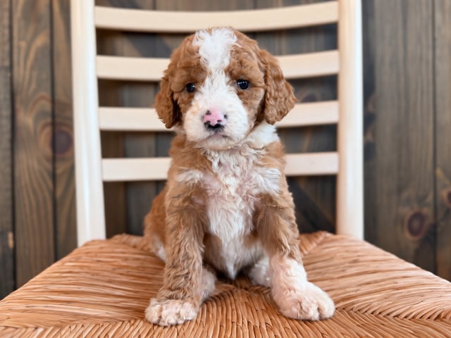 A picture of a Hallie, a gorgeous Standard Goldendoodles for sale